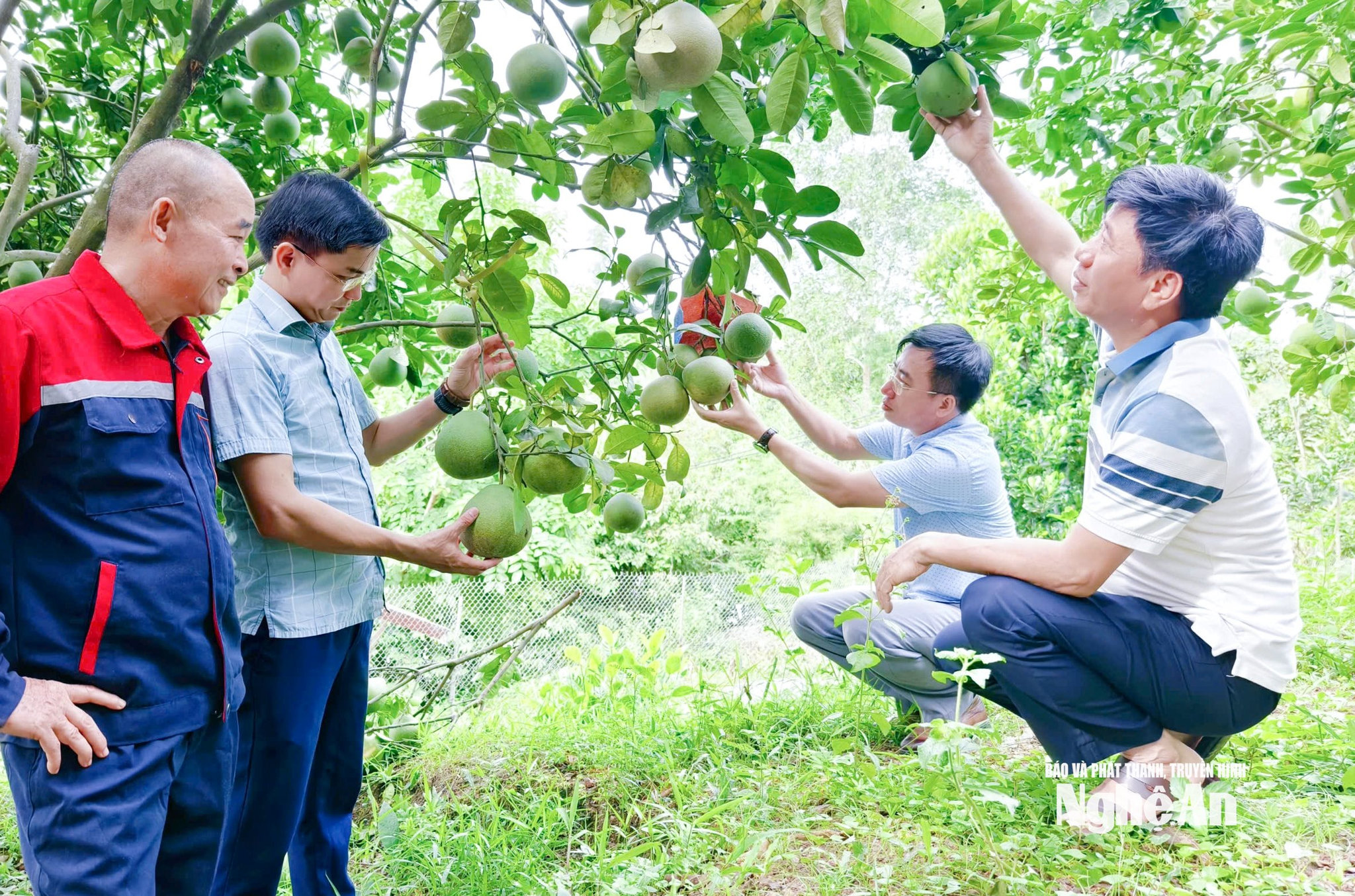Cán bộ xã Hoa Quân tìm hiểu hiệu quả mô hình trồng bưởi hữu cơ trên địa bàn. Ảnh- Mai Hoa.