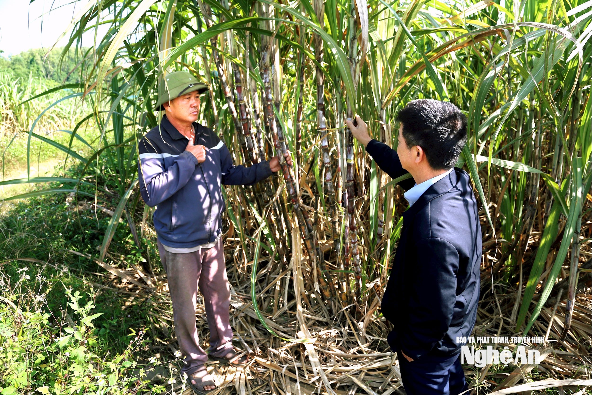 Ông Hoàng Văn Chung ở xóm Vạn Long, xã Gíai Xuân trước ruộng mía của gia đình mình. Ảnh: XH