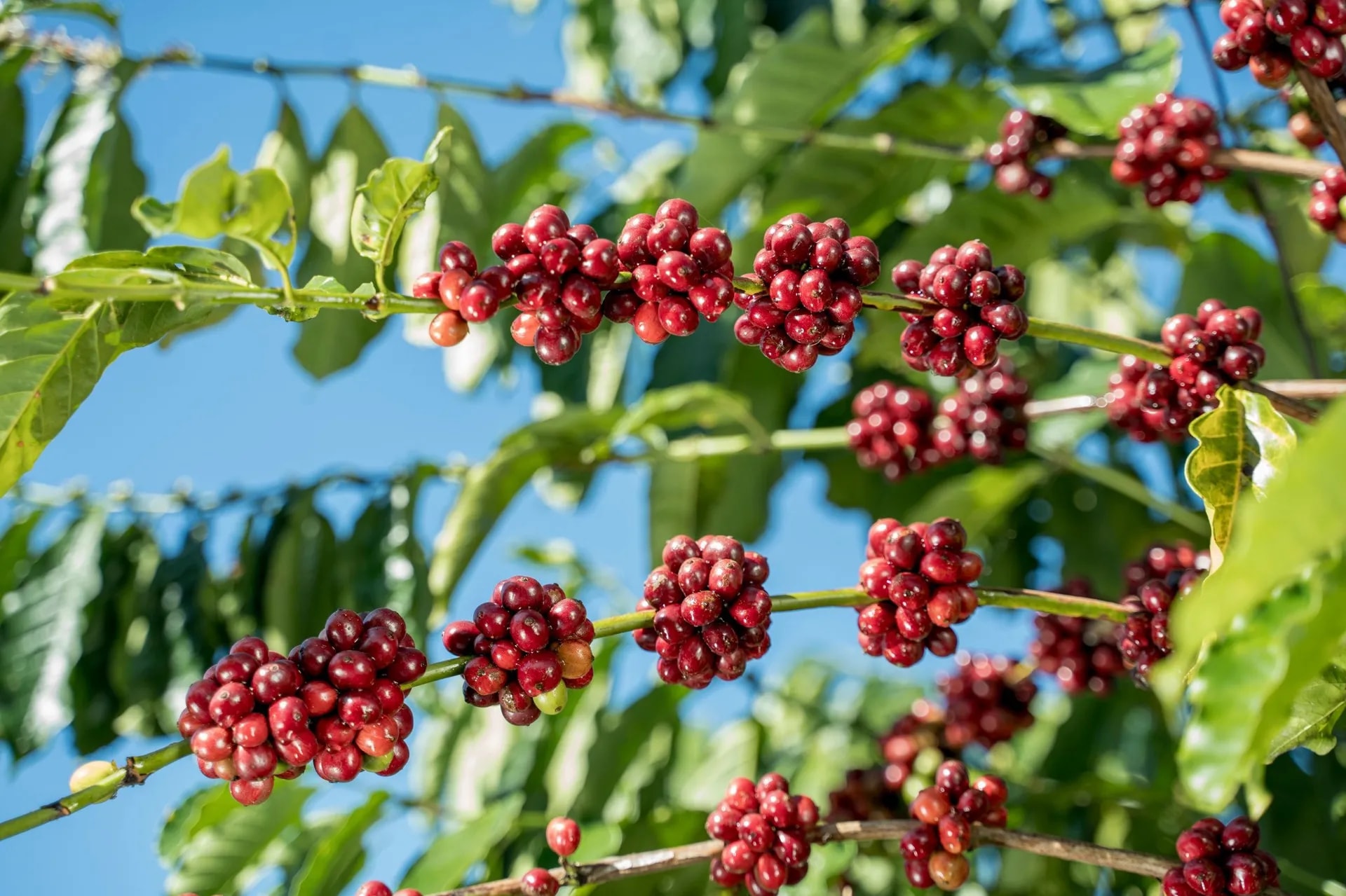 Cena kávy dnes 1. prosince 2025: Prudký pokles o téměř 6 000 VND za měsíc