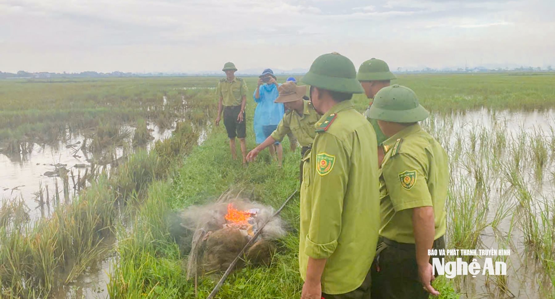 Hạt Kiểm lâm Quỳnh Lưu - Hoàng Mai phối hợp cùng các lực lượng trên địa bàn tháo dỡ, tiêu hủy lưới bẫy săn bắt chim trời. Ảnh: Hoàng Đăng Phúc
