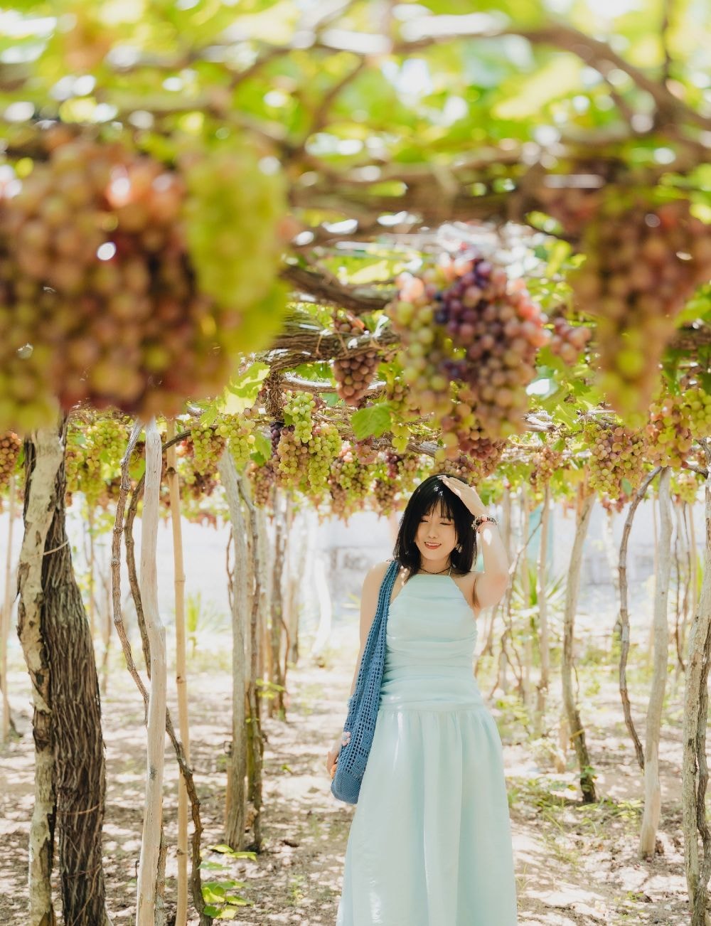 Ninh Thuận: một ngày dạo vườn nho, hái và nếm tại chỗ