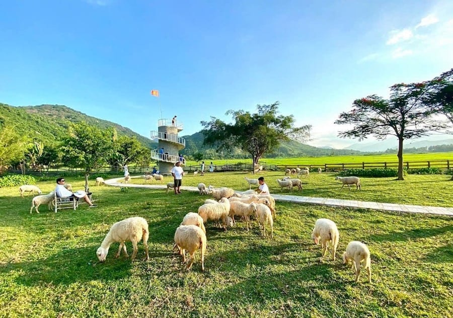 An Hoa Sheep Farm: Experience the grasslands and flocks of sheep.