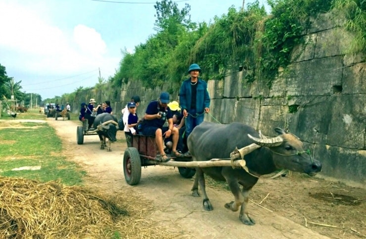 Du khách trải nghiệm đi xe trâu quanh Thành nhà Hồ