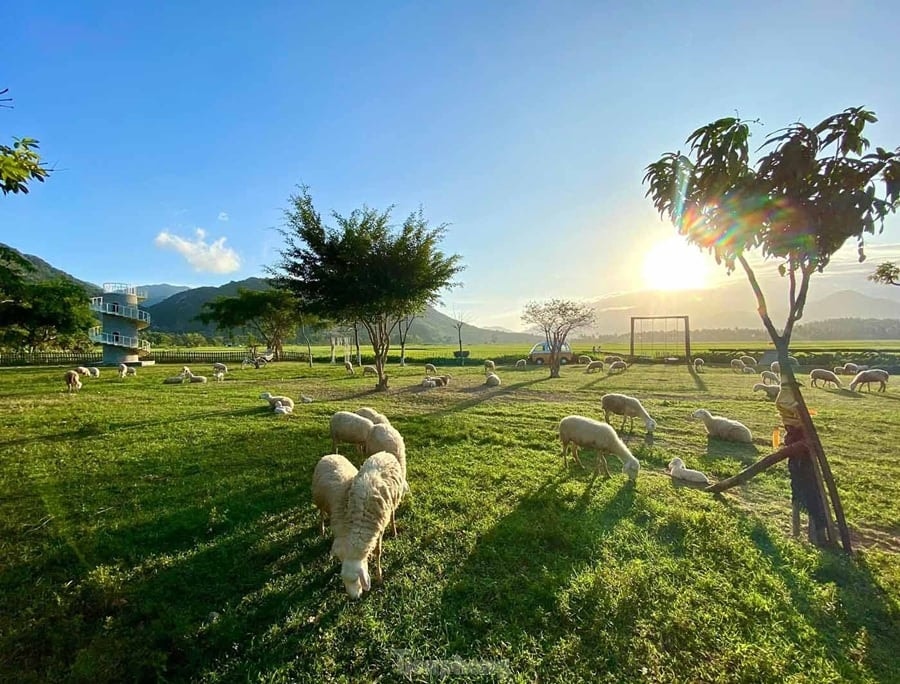 An Hoa Sheep Farm: Experience the grasslands and flocks of sheep.