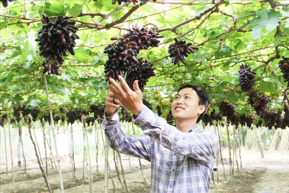 Vườn nho Trí Hà