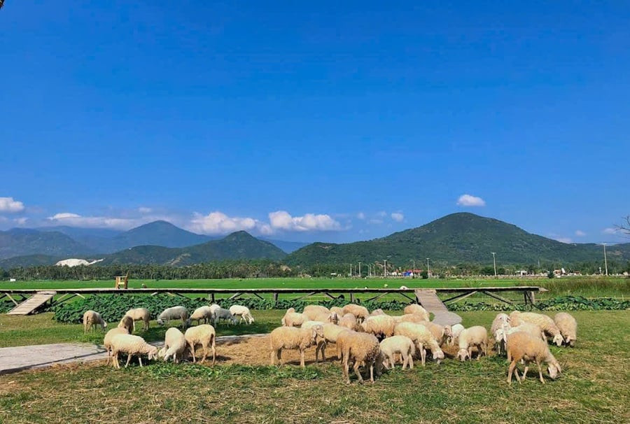 đồng cừu An Hòa Ninh Thuận