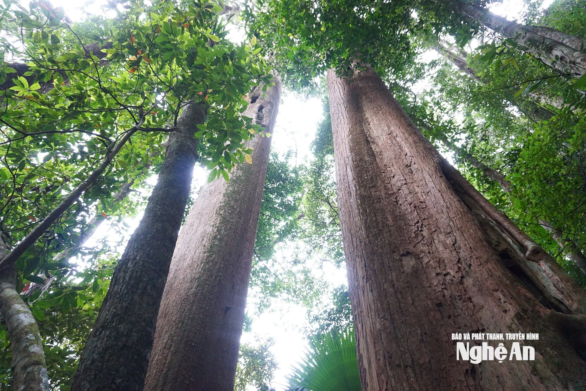 Rừng cây gỗ quý sa mu trong Vườn Quốc gia Pù Mát.