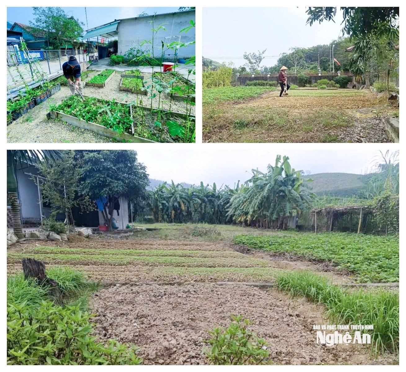  Người dân đang từng bước thay đổi tư duy và hành động, cải tạo vườn tạp để trồng rau màu