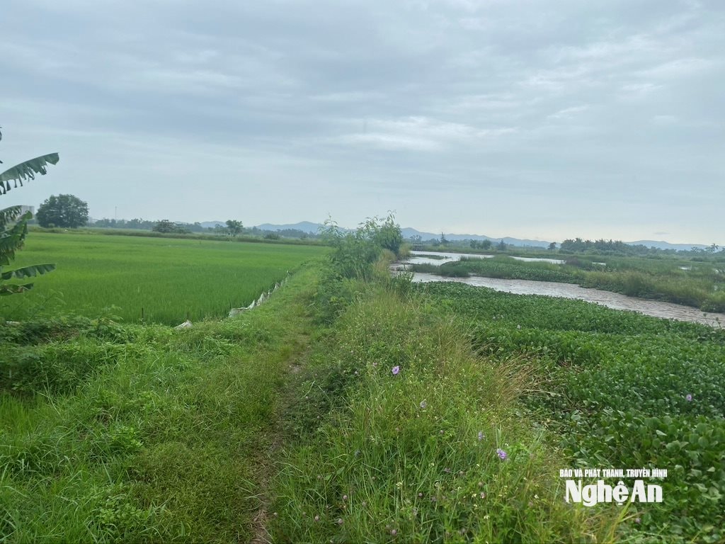 Tuyến đê sông Bùng, xã Diễn Châu đắp bằng đất không đảm bảo an toàn. Ảnh Văn Trường