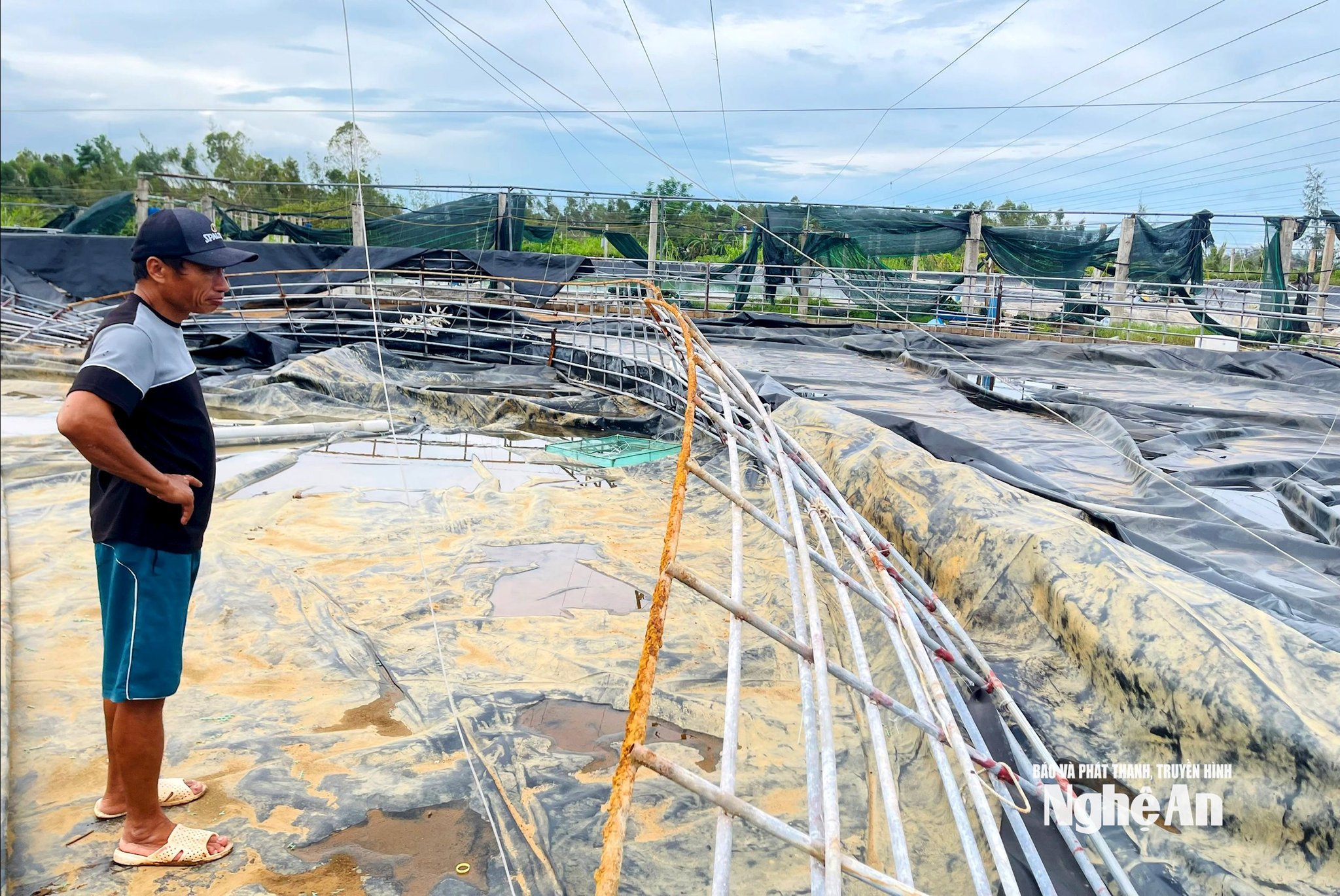 Nhiều hộ nuôi tôm trên địa bàn tỉnh bị thiệt hại do mưa bão năm 2025. Ảnh: Q.