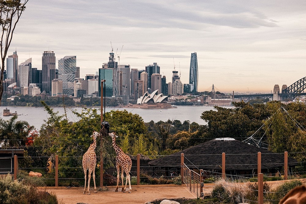 7 trải nghiệm nên thử ở Sydney khiến du khách Việt say lòng - 1