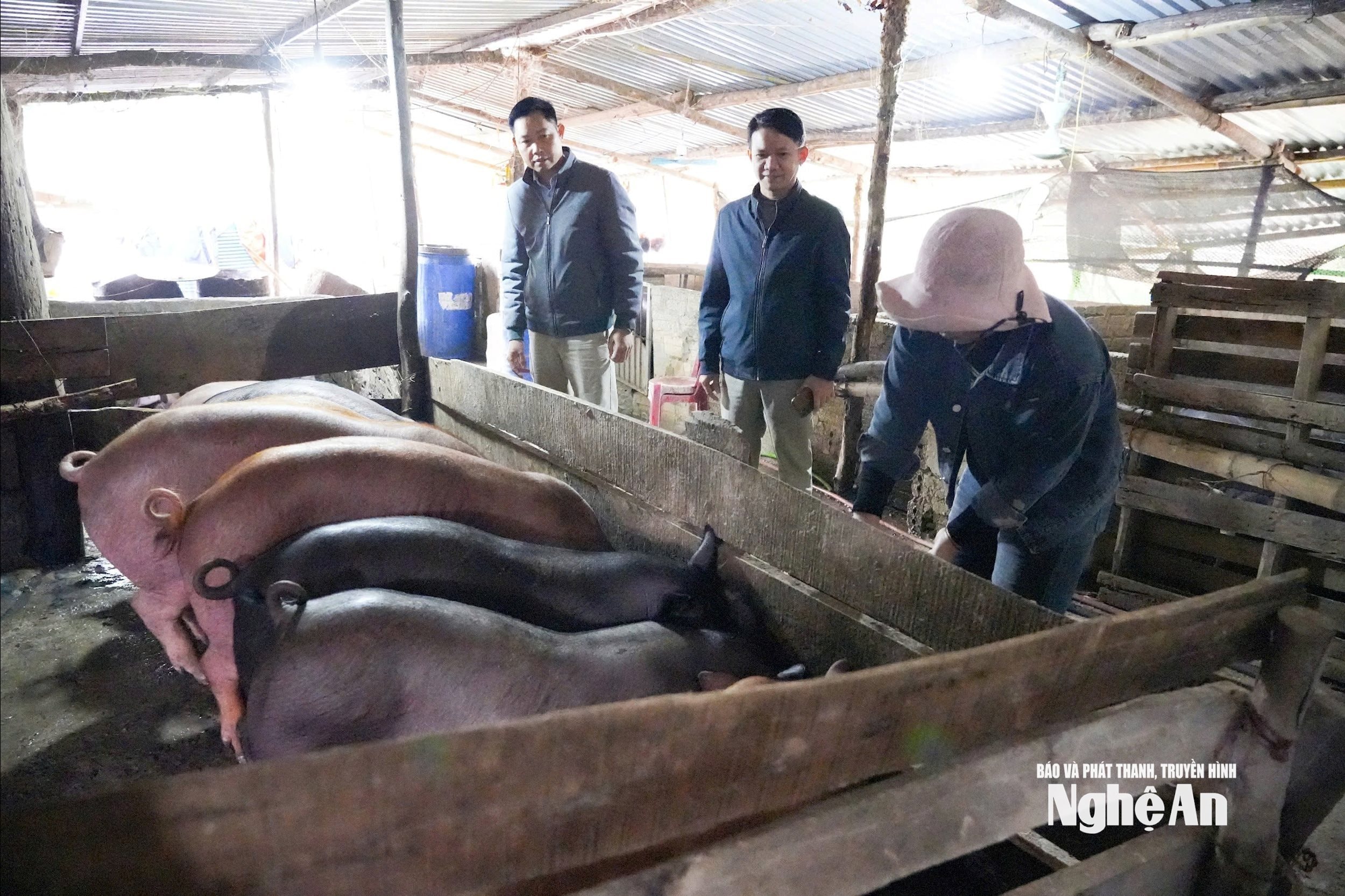 Ngoài phát triển chuối lấy lá, bản Khe Kiền còn khuyến khích người dân chăn nuôi lợn thịt. Ảnh; TP