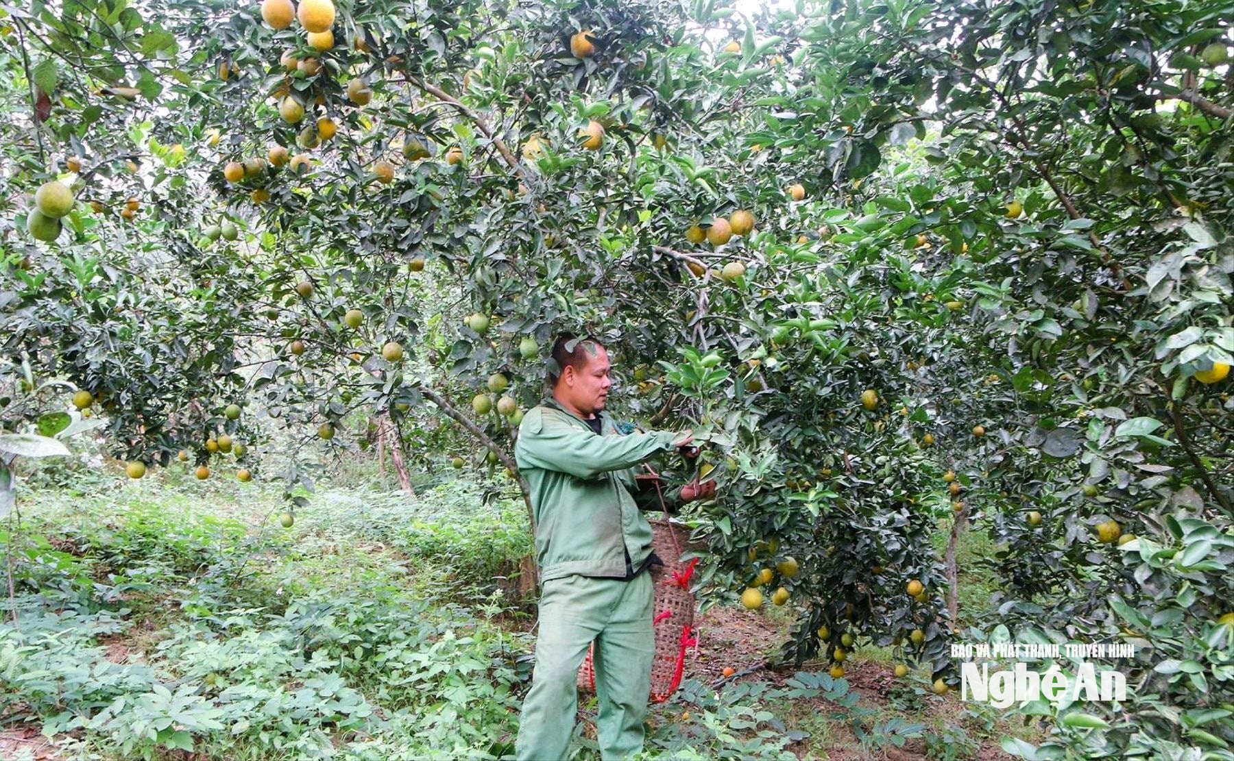 Nhờ biết áp dụng khoa học, kỹ thuật nên vườn cam, bưởi của anh Trần Văn Lộc ở bản Cửa Rào 2 sai quả. Ảnh ĐT