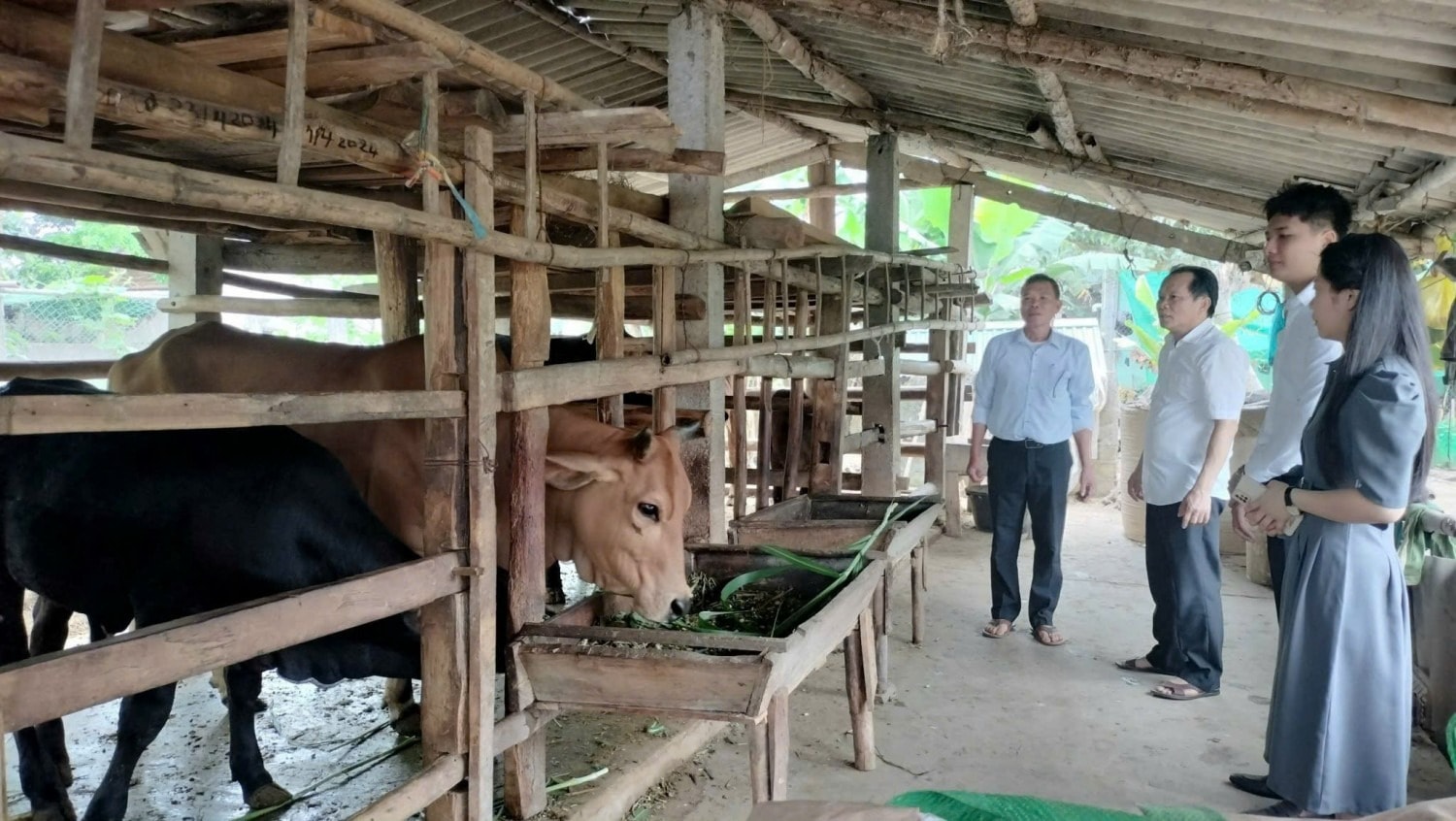 Dans la commune de Nghia Dan, les ménages empruntent des capitaux pour acheter des buffles et des vaches reproductrices afin d'investir dans un élevage efficace.