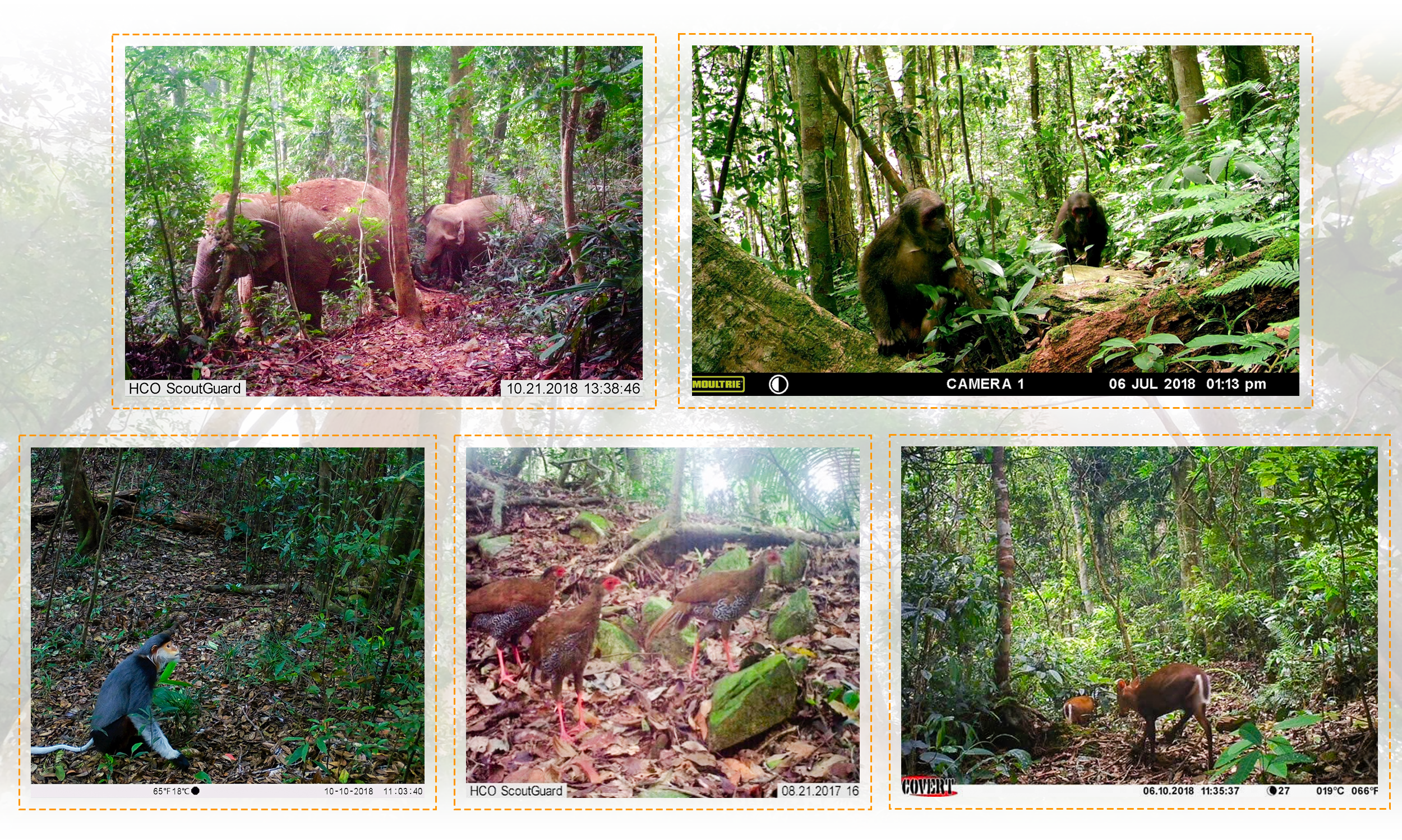 Ảnh trái sang, trên xuống: Voi, mang Trường Sơn, gà lôi, khỉ mặt đỏ trong Vườn Quốc gia Pù Mát được bẫy ảnh ghi lại.