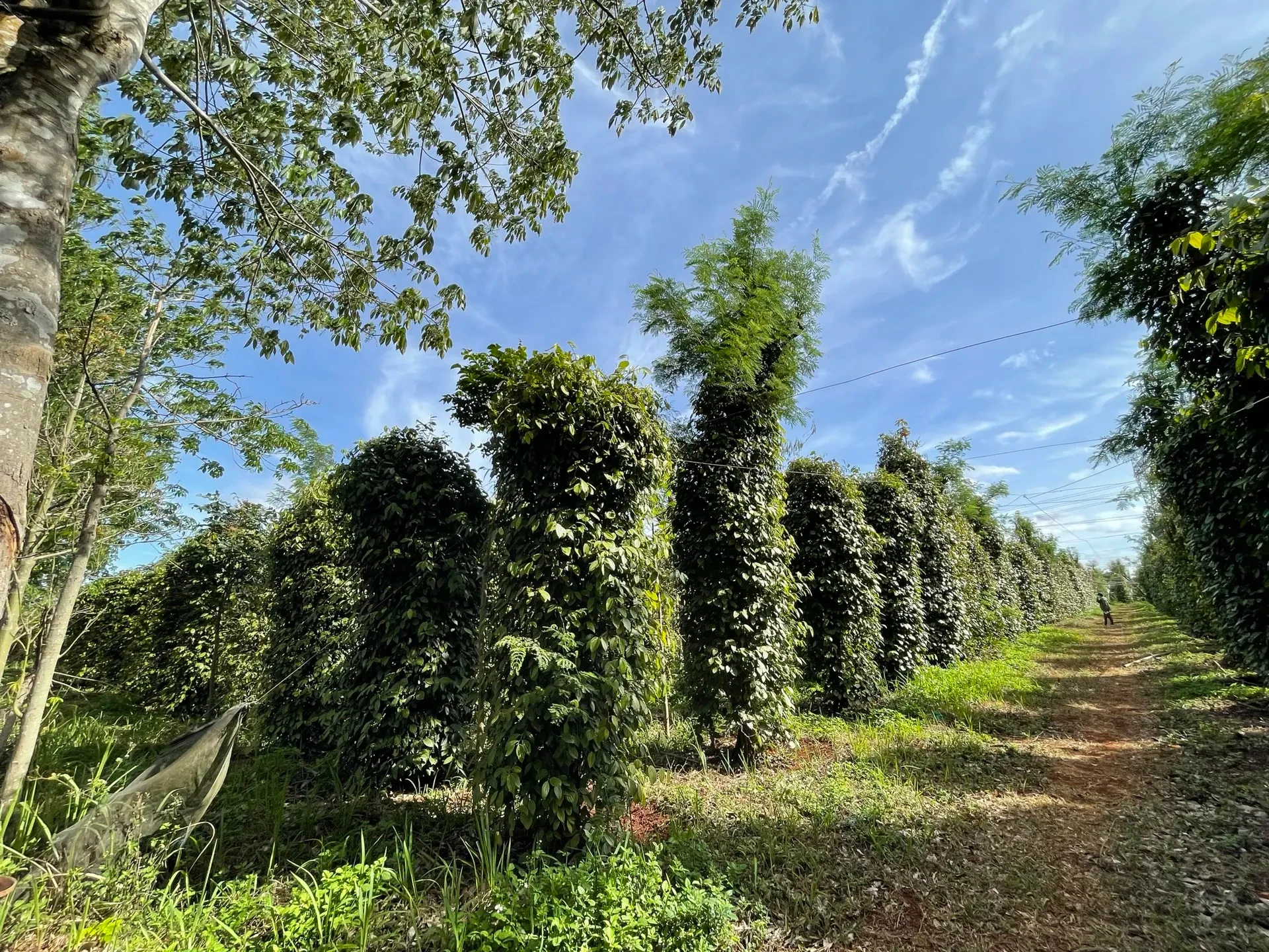 काली मिर्च की आज की कीमत 8 दिसंबर, 2025: पिछले हफ्ते तेजी से घटी