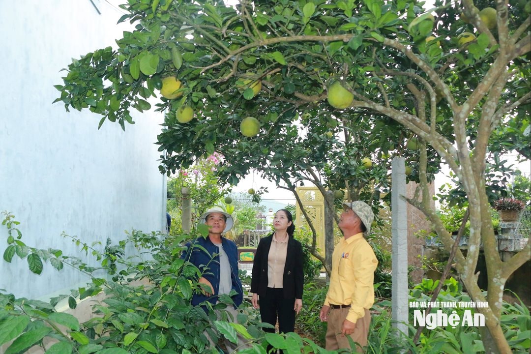 Vườn mẫu của người dân ở xóm 5 Nghi Văn xã Văn Kiều. Ảnh GH
