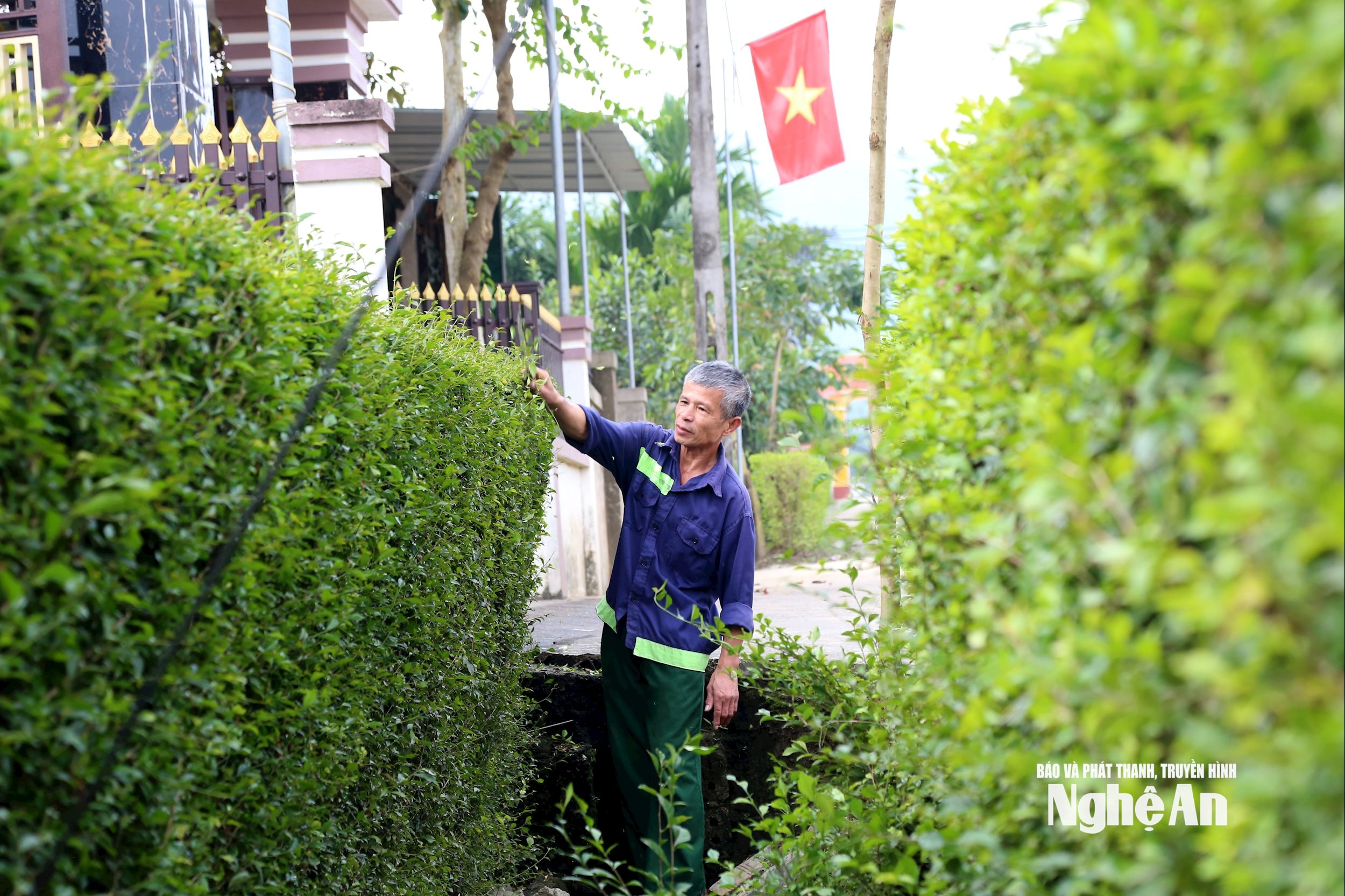 Ông Phạm Quốc Khánh, người dân thôn Tường Sơn 8 cho hay, chăm sóc hàng xây xanh là việc làm thường xuyên của gia đình. Ảnh: Xuân Hoàng