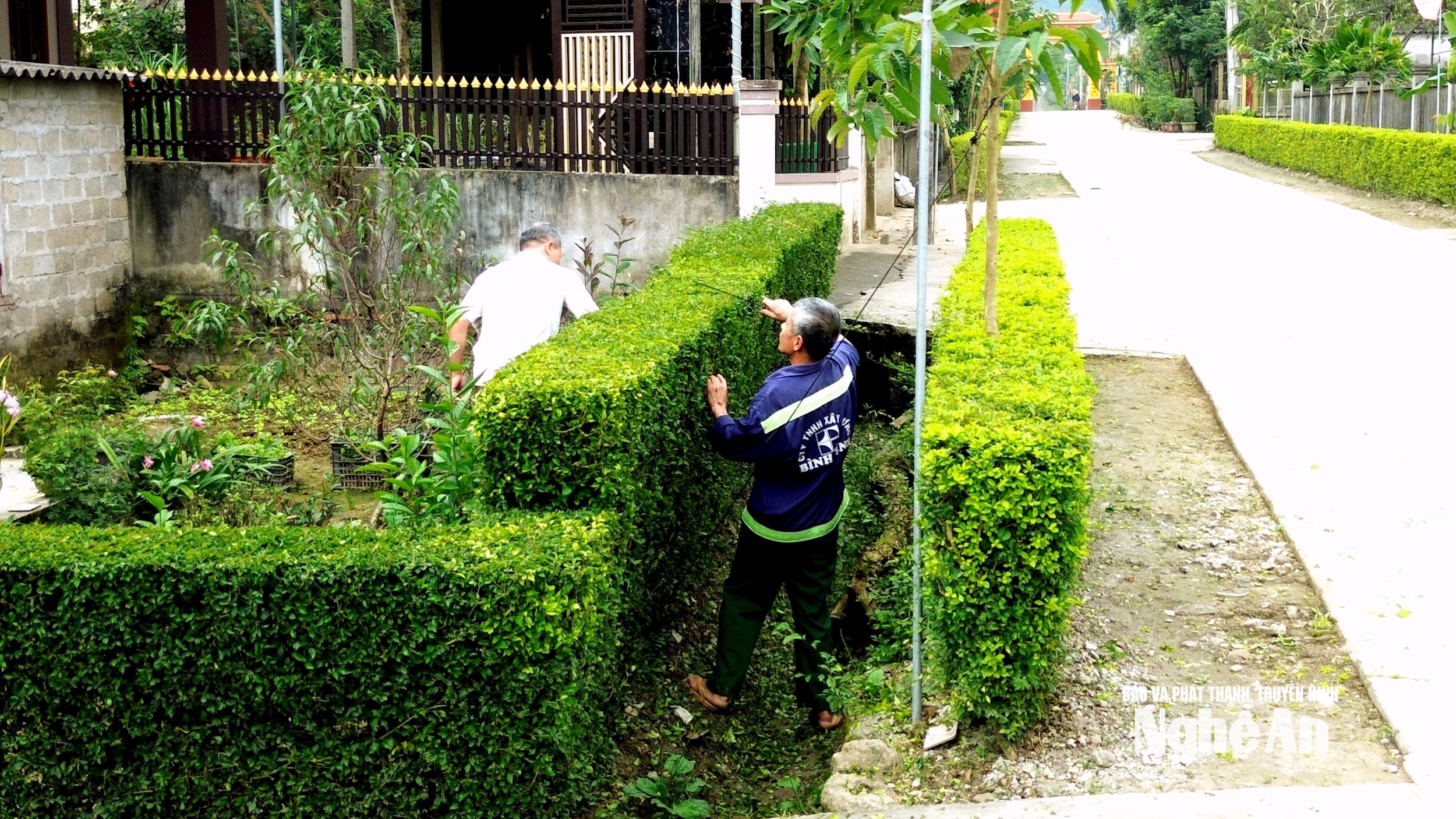 Người dân xóm Tường Sơn 8 chăm sóc hàng cây đường viền xanh. Ảnh: Xuân Hoàng