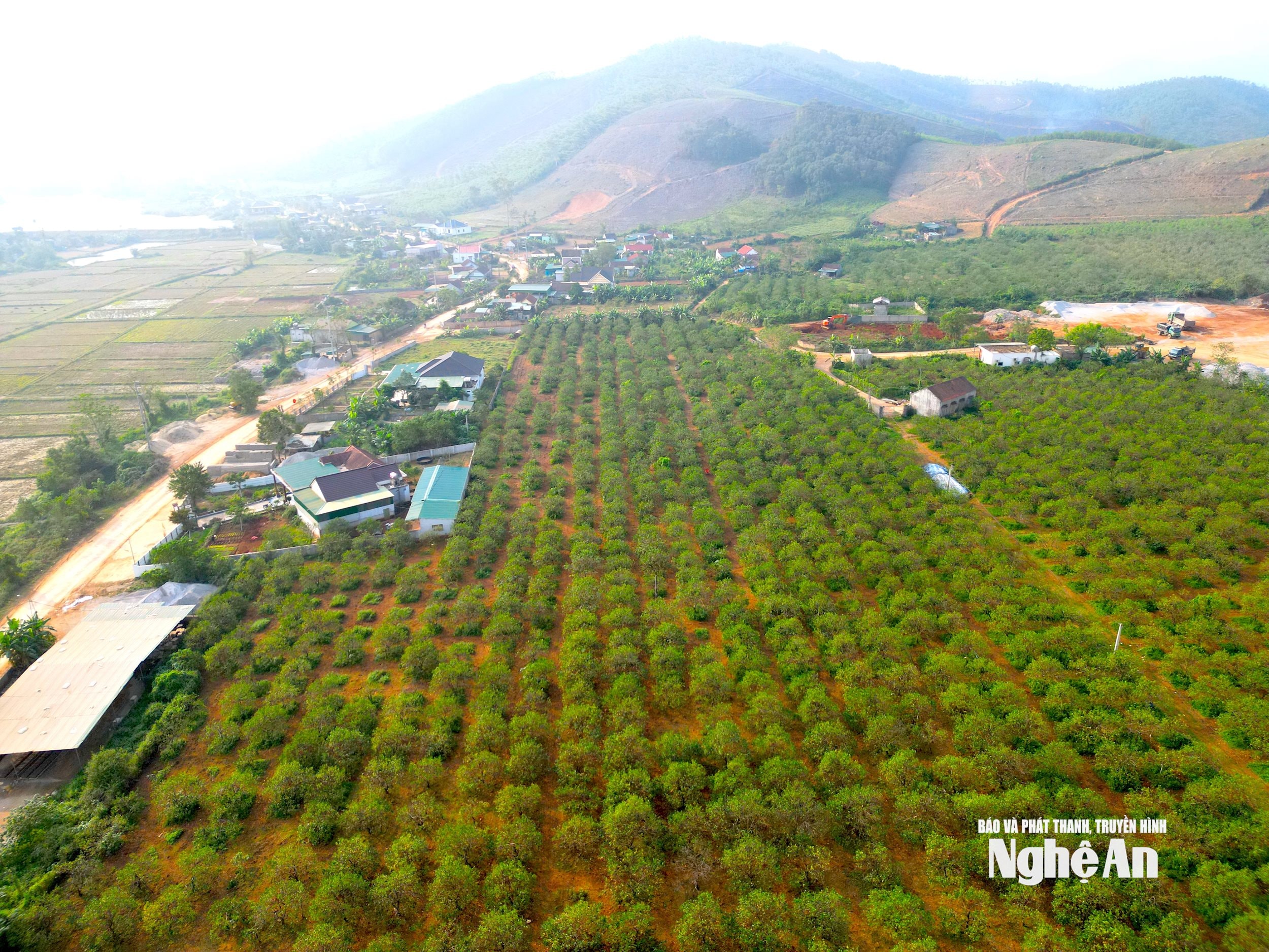 وین ٹروونگ 45