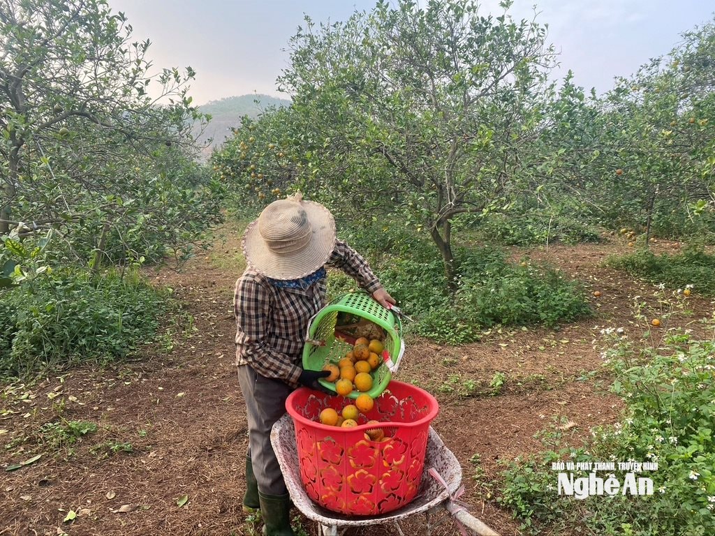 وین ٹرونگ ایم 456