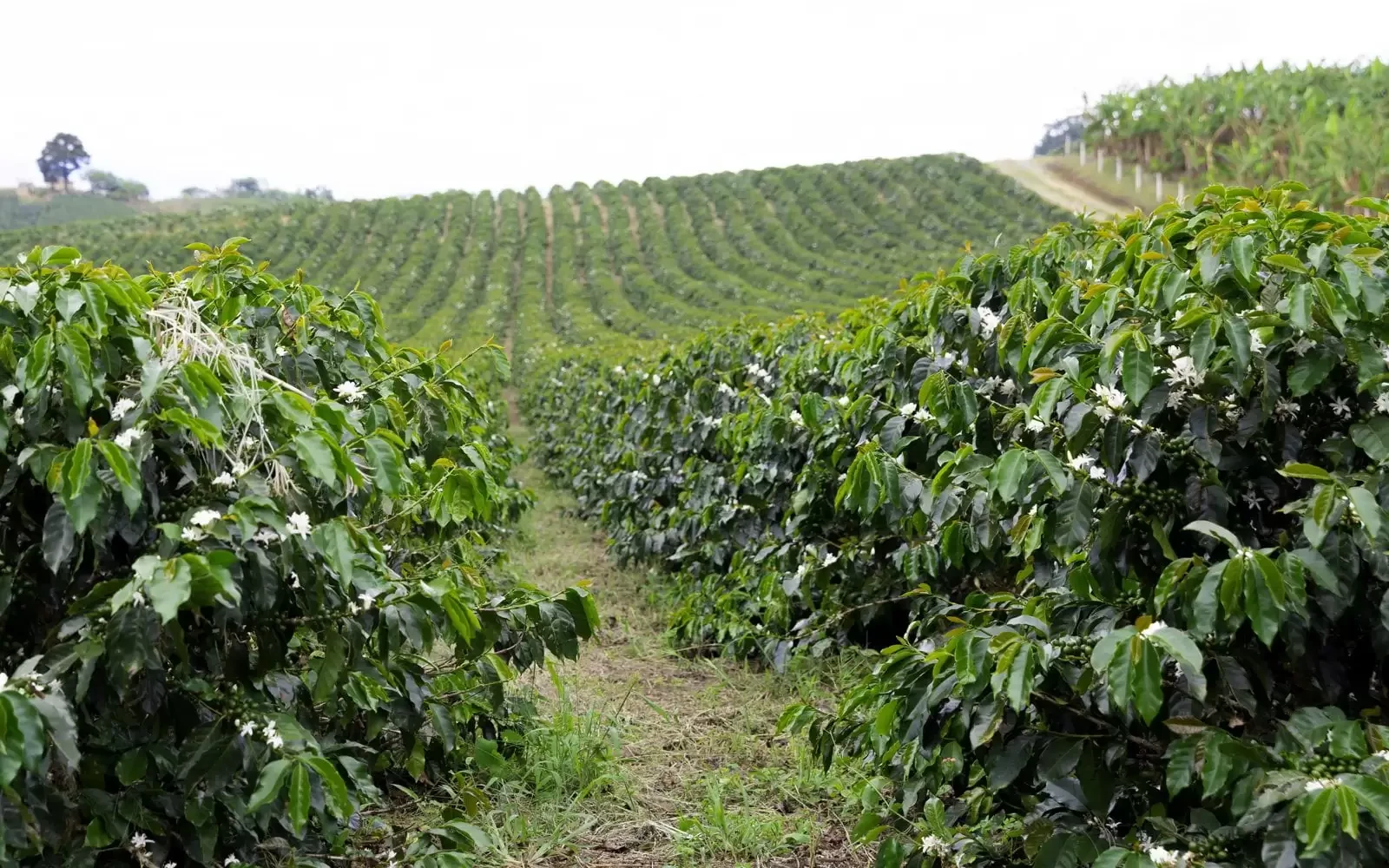 Kaffepriset idag 10 december 2025: Kraftigt fall till lägsta nivå på 2,5 månader