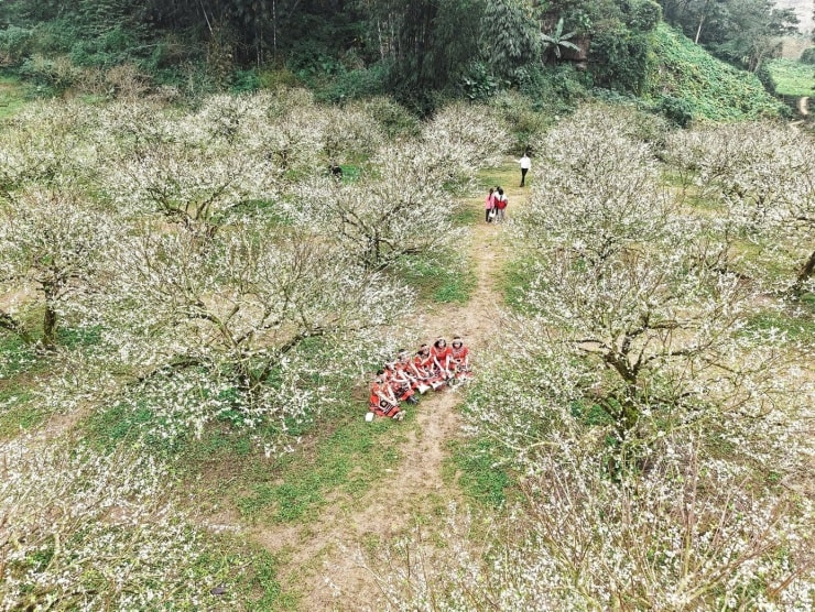 Hoa mận nở sớm, tinh khôi giữa tiết trời đầu đông ở Mộc Châu - 1