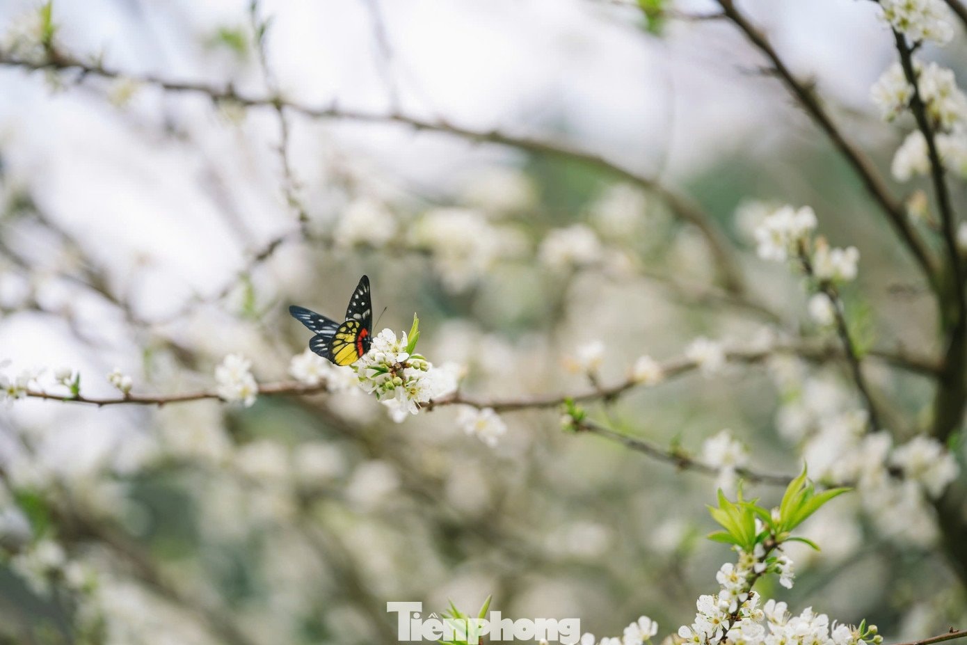 Hoa mận nở sớm, tinh khôi giữa tiết trời đầu đông ở Mộc Châu - 6