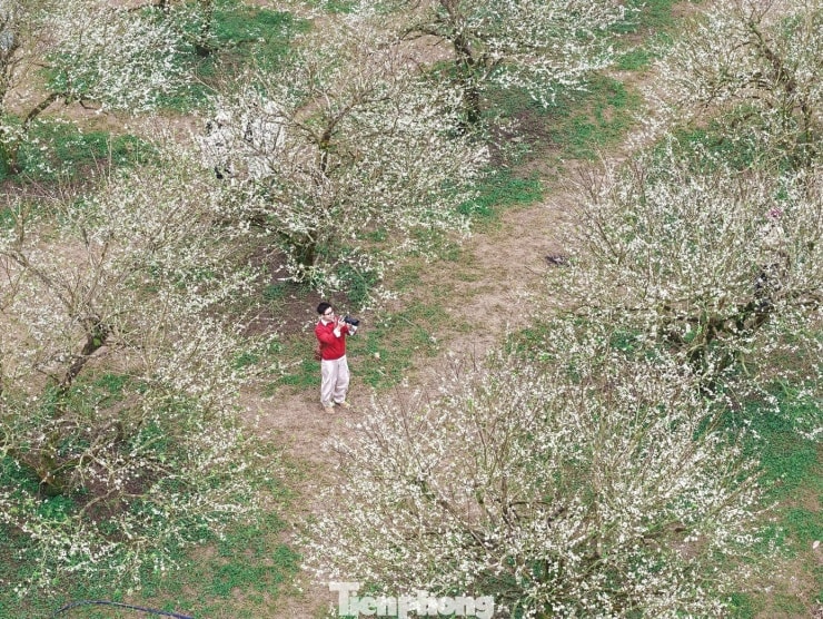 Hoa mận nở sớm, tinh khôi giữa tiết trời đầu đông ở Mộc Châu - 2