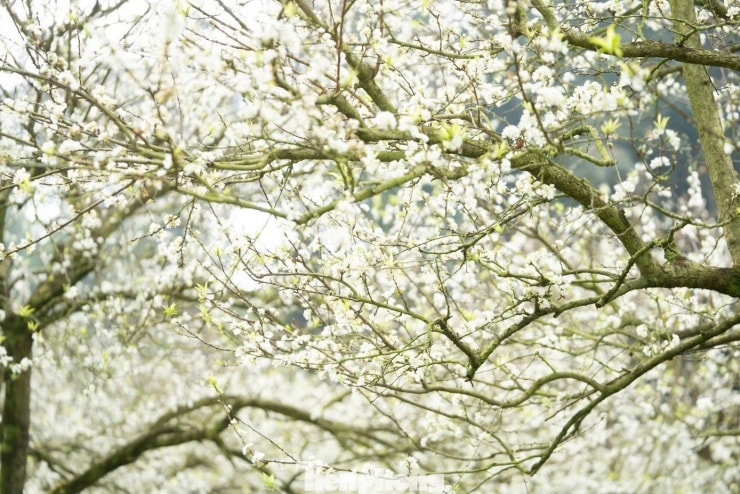 Hoa mận nở sớm, tinh khôi giữa tiết trời đầu đông ở Mộc Châu - 4