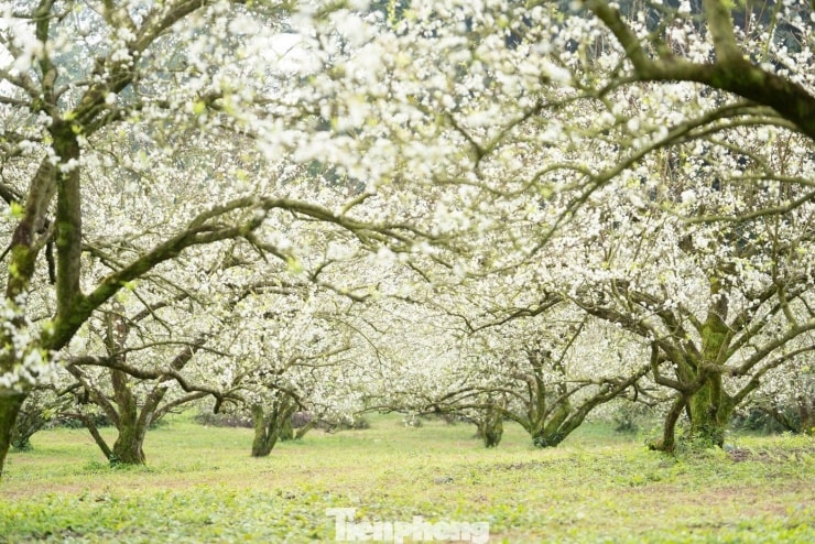 Hoa mận nở sớm, tinh khôi giữa tiết trời đầu đông ở Mộc Châu - 3