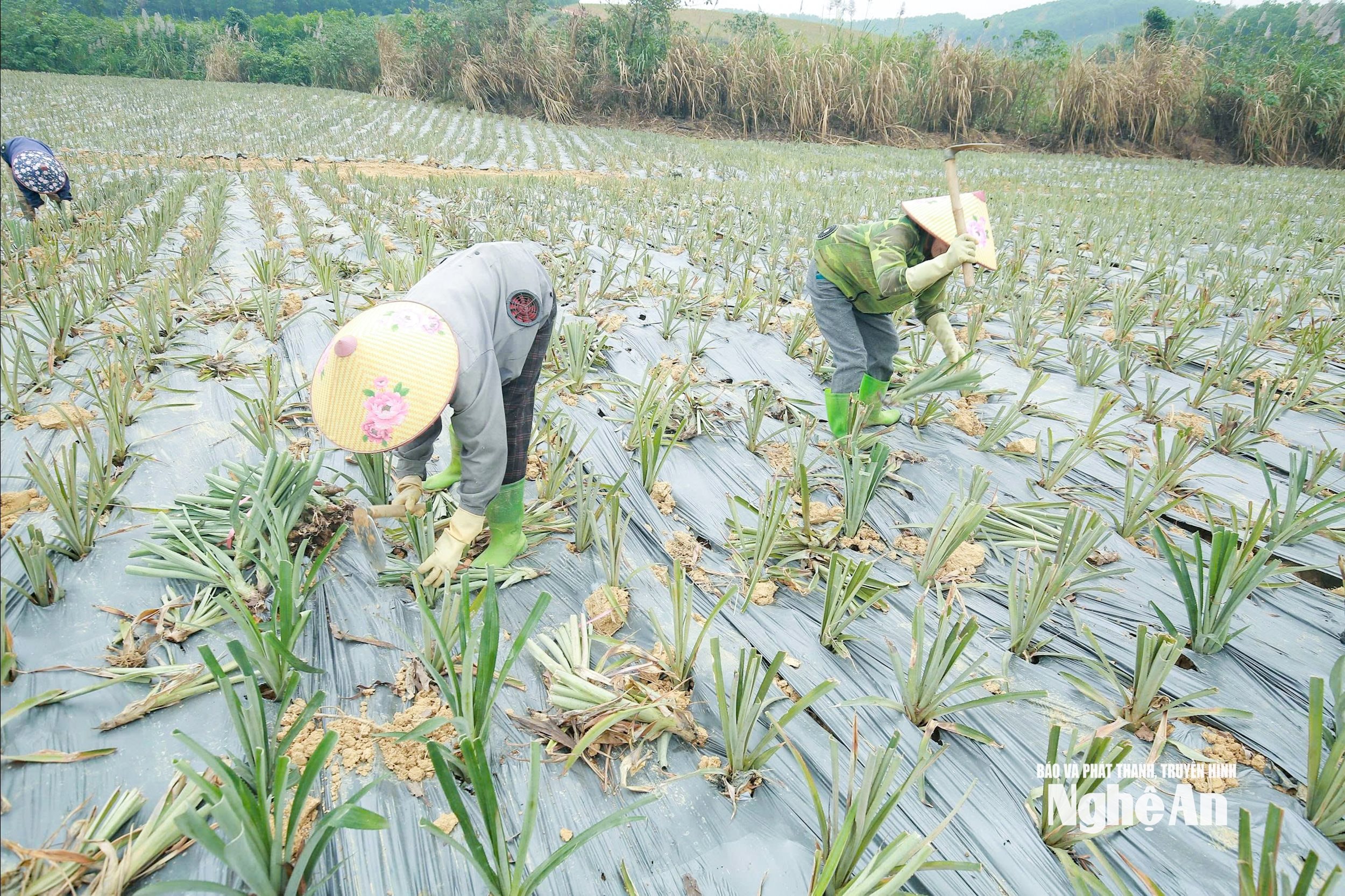 trồng dặm