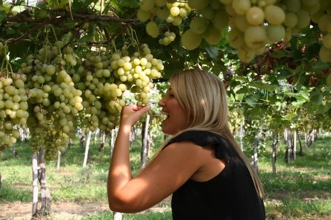 Vườn nho Ninh Thuận thu hút khách trong nước lẫn quốc tế nhờ trải nghiệm thực tế.