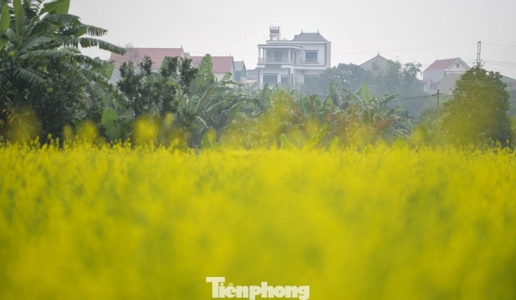 Hà Nội: Dạo chơi trên cánh đồng rực rỡ sắc vàng hoa cải - 4