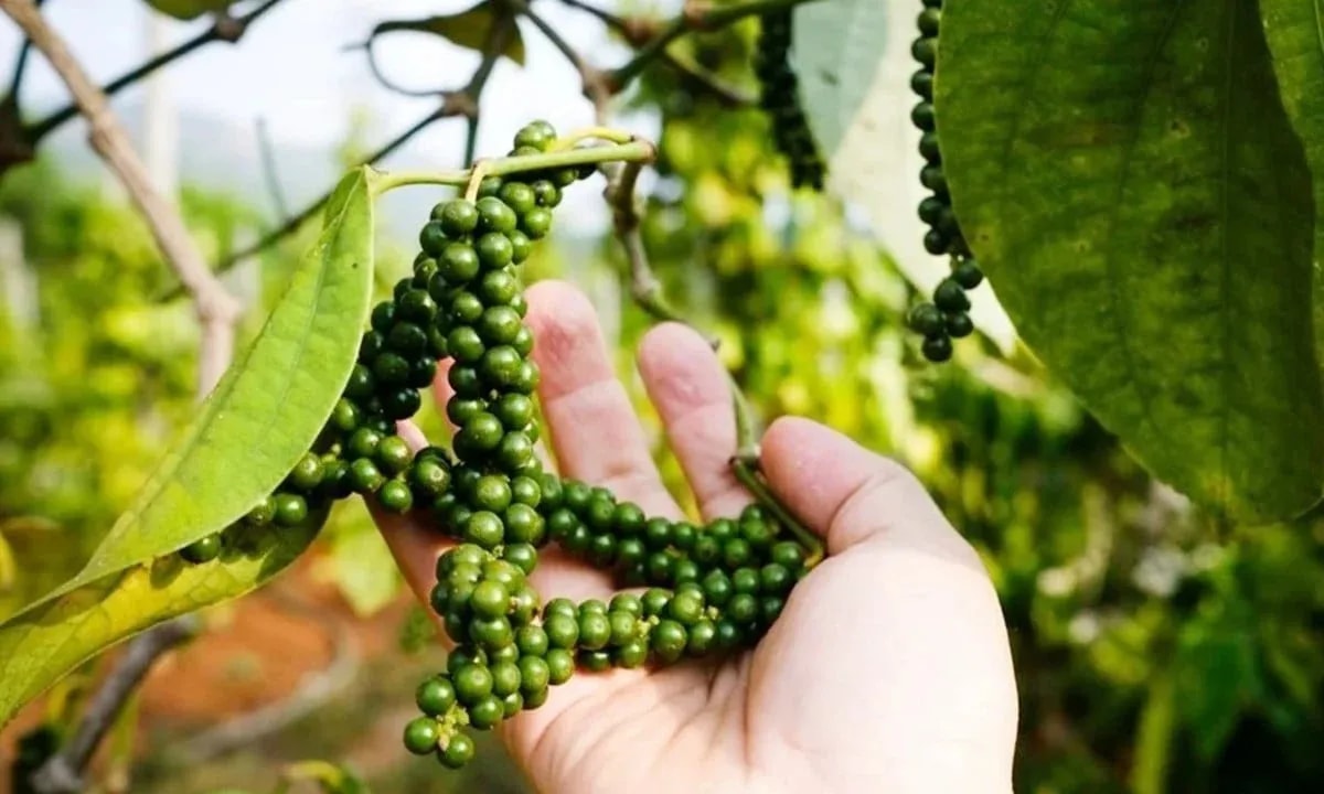 قیمت فلفل امروز، ۱۲ دسامبر ۲۰۲۵: همچنان ۱۵۰،۰۰۰ دونگ ویتنامی است.