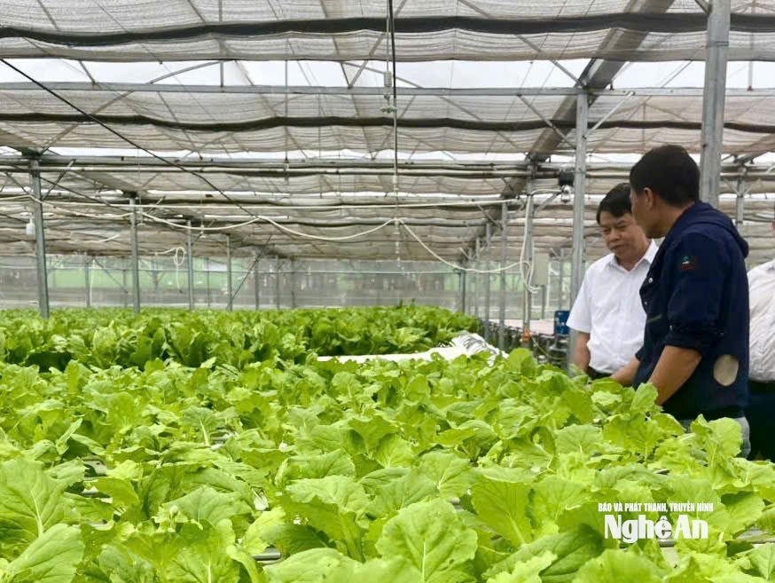 ថ្នាក់ដឹកនាំនៃមន្ទីរគុណភាព កែច្នៃ និងអភិវឌ្ឍន៍ទីផ្សារខេត្តង៉េអាន ត្រួតពិនិត្យគំរូផលិតកម្មបន្លែ និងផ្លែឈើនៅឃុំធ្វៀនសើន។ រូបថត៖ ង្វៀនភូ។