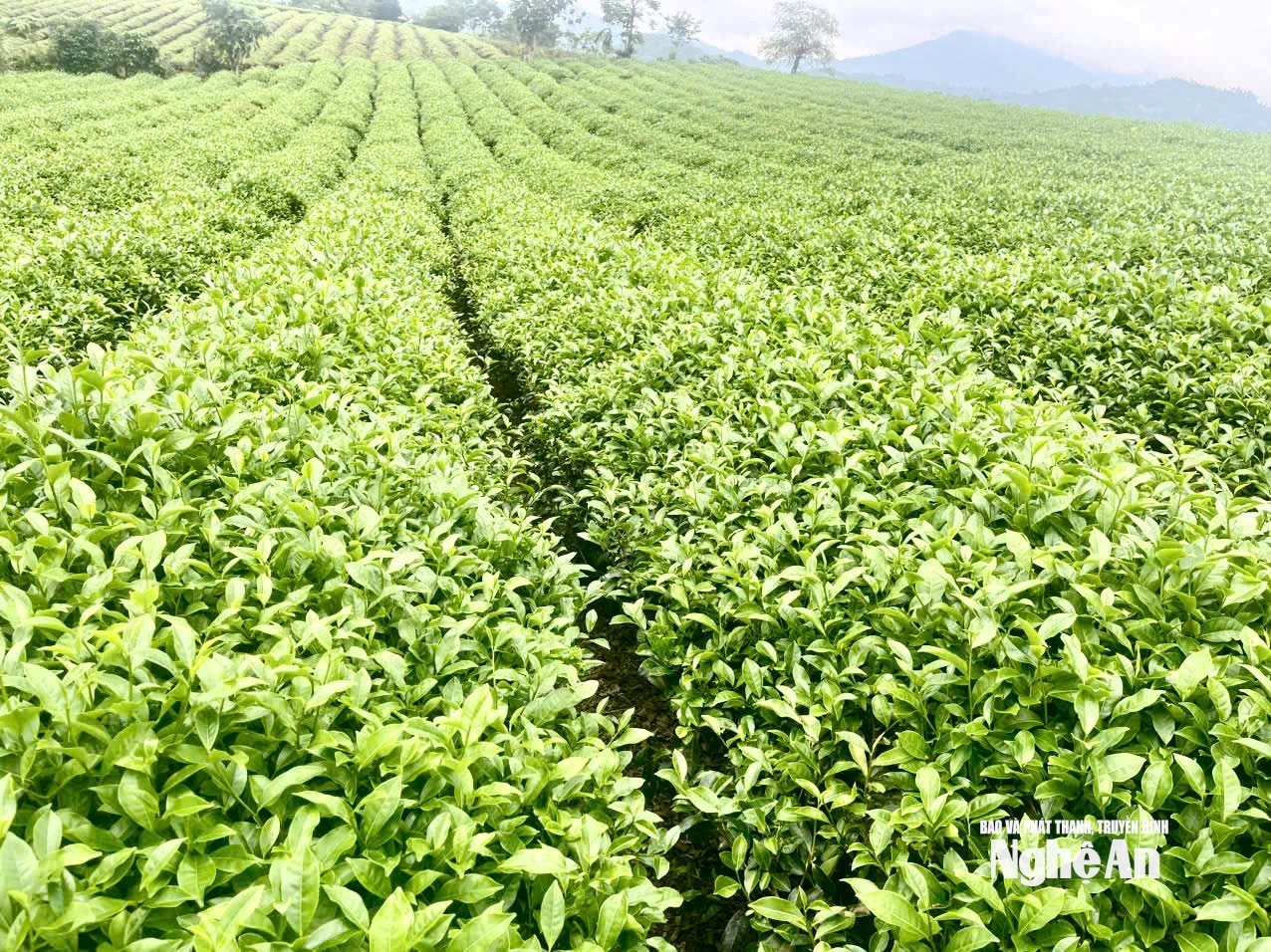 គំរូផលិតកម្មតែដែលទទួលស្គាល់ដោយ VietGAP នៅ Con Cuong