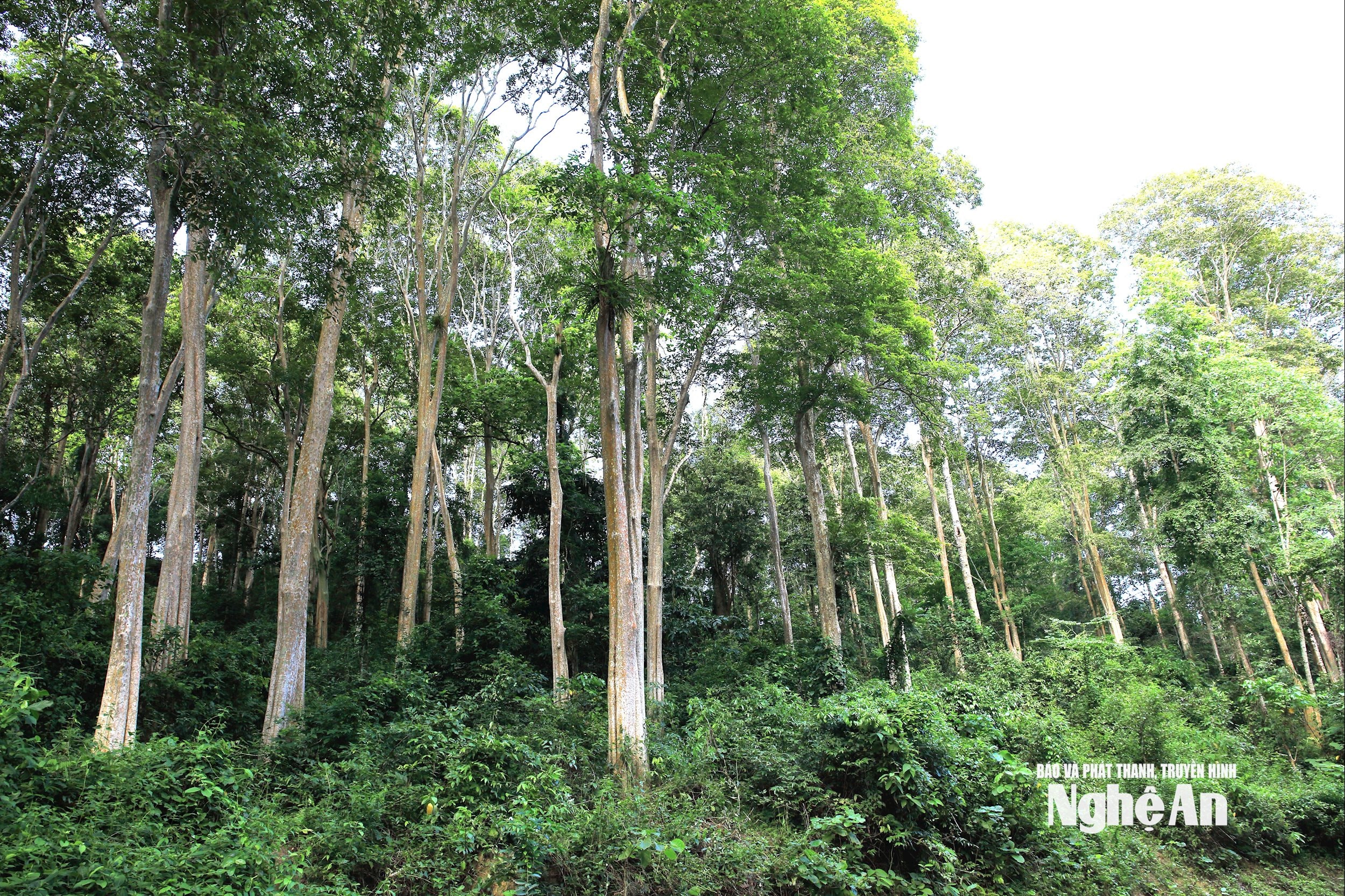 តំបន់ព្រៃឈើត្រូវបានការពារដោយសេវាបរិស្ថានព្រៃឈើ។