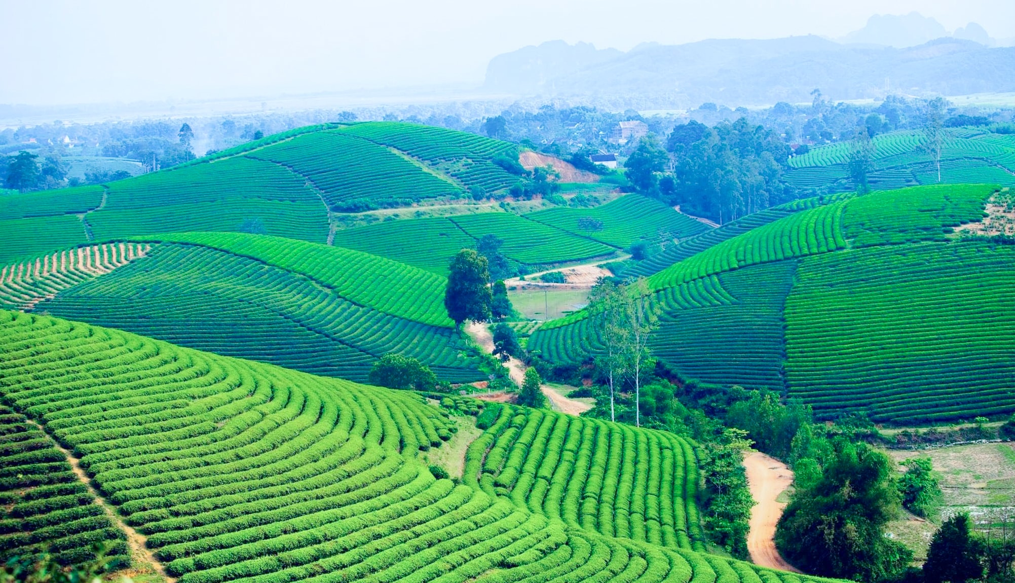 Quản lý, sử dụng đất hiệu quả gắn với quy hoạch khoa học đang tạo nên những vùng sản xuất tập trung, bền vững, phát huy tối đa giá trị đất đai và cảnh quan sinh thái ở Nghệ An. Ảnh: Mai Hoa