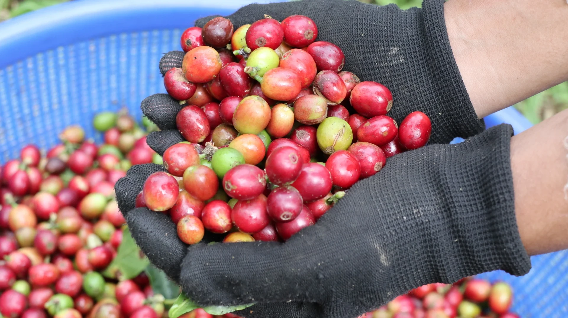Kaffeepreise heute, 15. Dezember 2025: Ein Rückgang um etwa 12.000 VND in zwei Wochen.