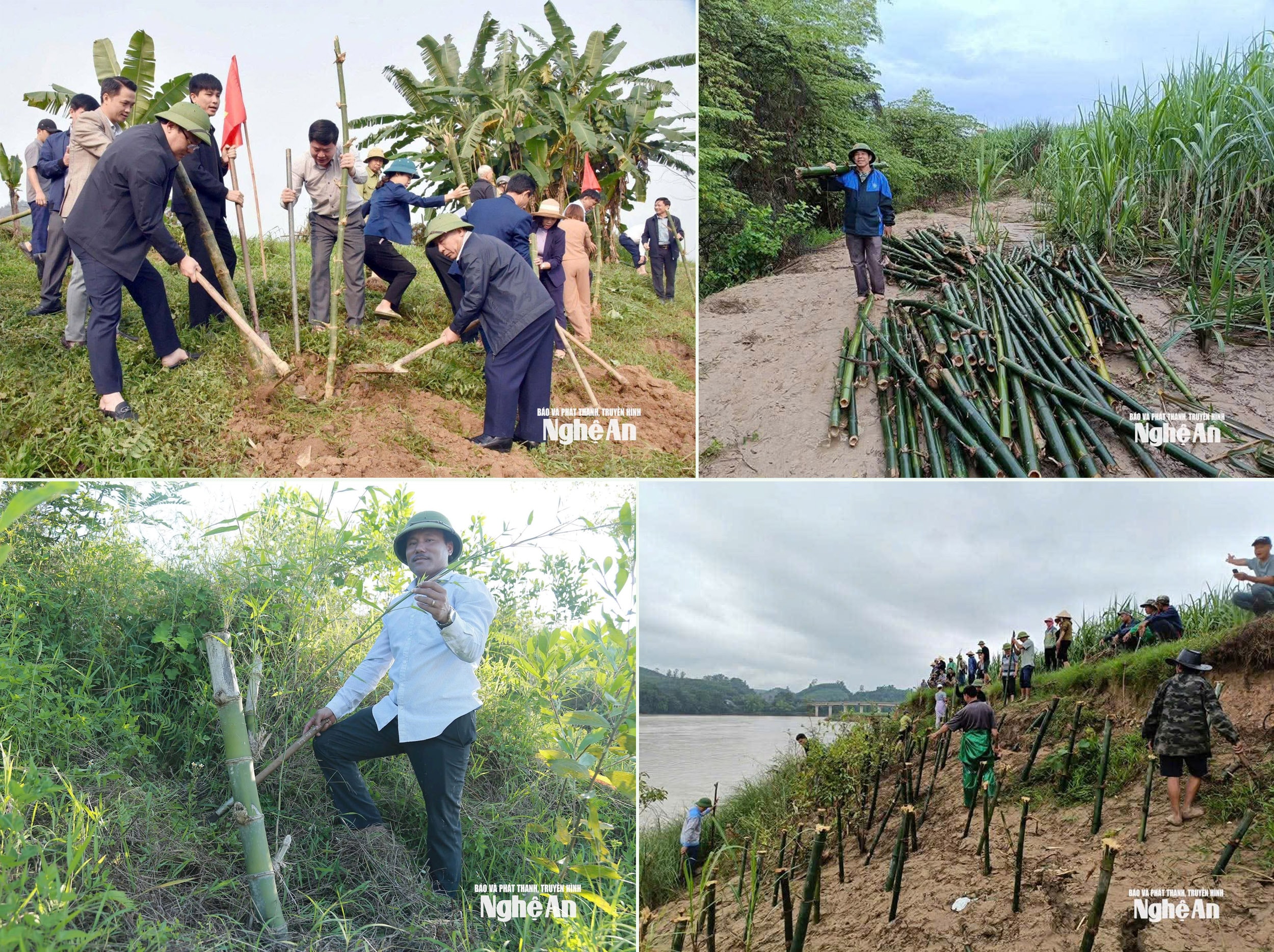 Lãnh đạo tỉnh và người dân các địa phương tham gia hưởng ứng phong trào trồng tre chống sạt lở bờ sông