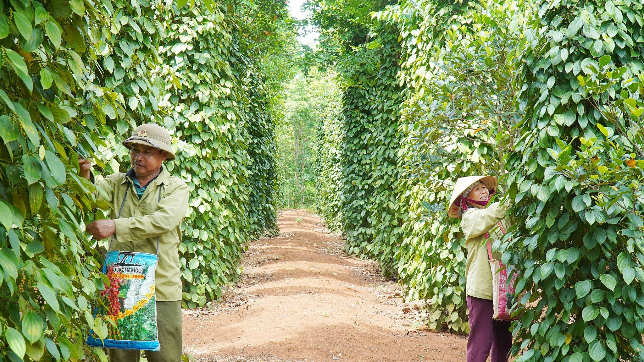 Giá tiêu hôm nay 16/12/2025: Tiếp tục giảm sâu