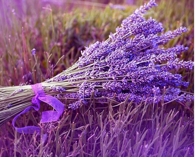 Ý Nghĩa Hoa Oải Hương Và Đặc Điểm Của Từng Loại