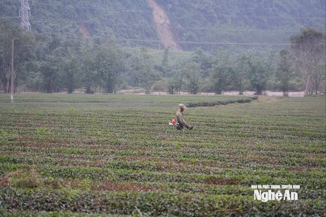 Đội viên dùng máy móc để sản xuất chè. Ảnh Tiến Đông