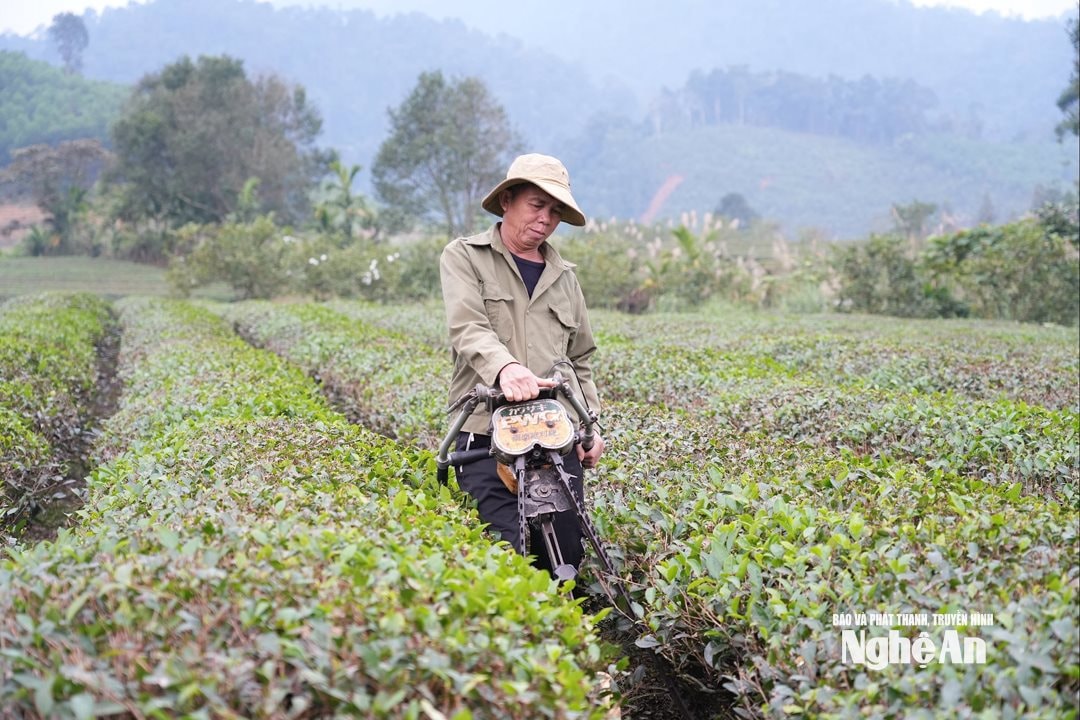 Dùng máy cắt cành mọc chìa trên từng luống chè. Ảnh Tiến Đông