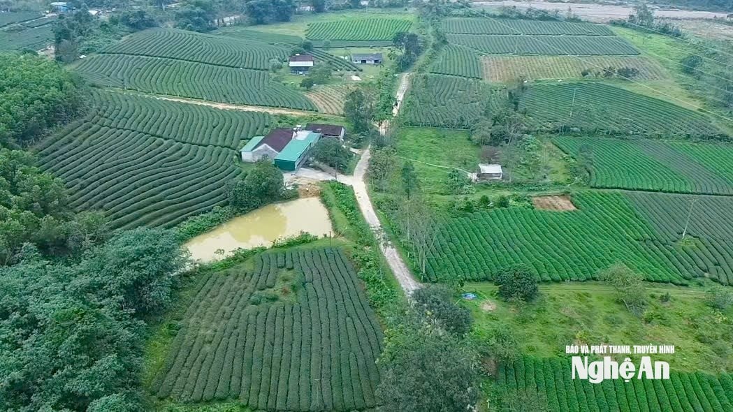 Những vườn chè của các hộ đội viên mọc lên xanh tốt. Ảnh Tiến Đông