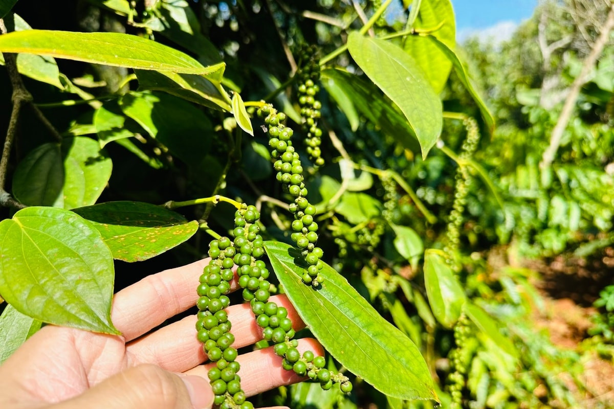 Giá tiêu hôm nay 17/12/2025: Xuất khẩu tiêu tăng mạnh