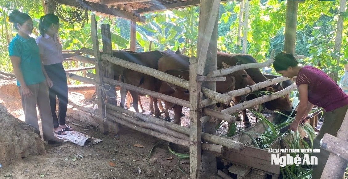 Moo hình chăn nuôi ở Quỳ Hợp