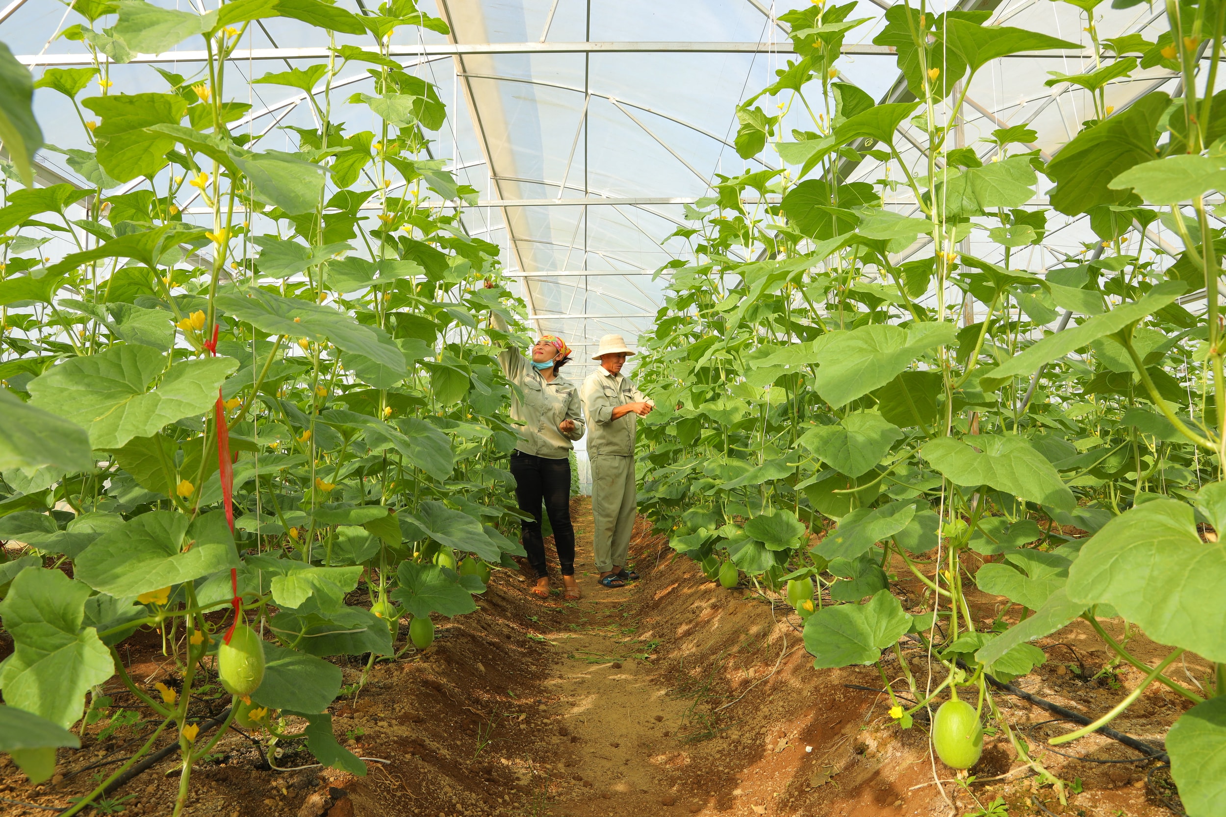 Nhiều hộ ở Nghĩa Khánh đầu tư nhà lưới sản xuất nông sản hàng hóa. Ảnh: Nguyên Nguyên