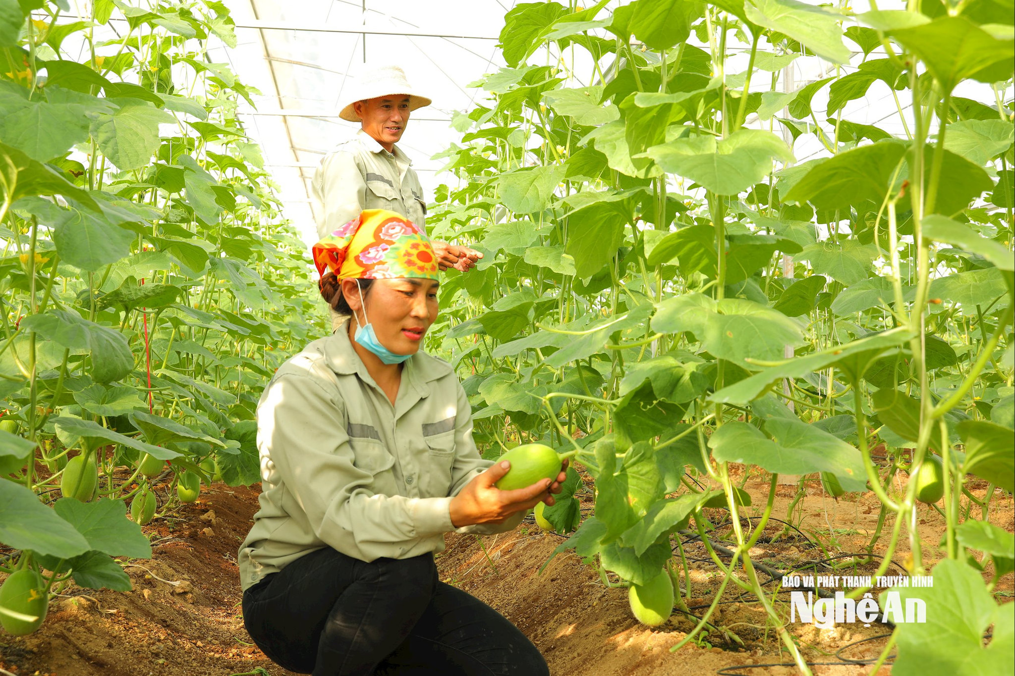 Phát triển dưa lưới OCOP ở Nghĩa Khánh. Trong ảnh, gia đình anh Lê Văn Lam ở Nghĩa Khánh có 2.000m2 nhà lưới- Nguyên Sơn